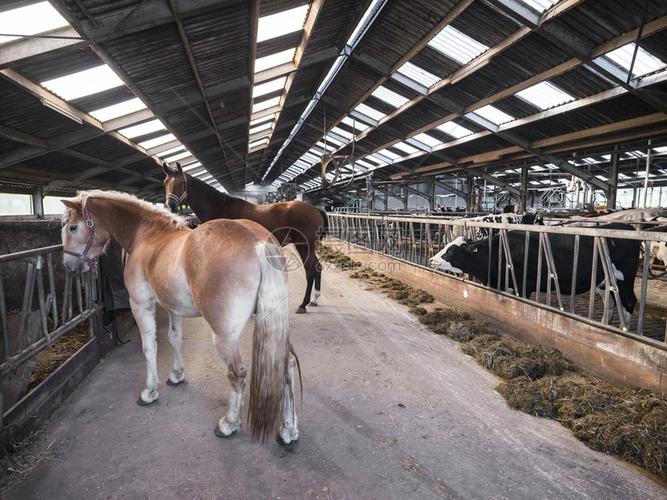 两匹马和黑奶牛在内地农场的谷仓里高清图片下载-正版图片303407274