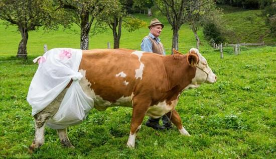 农民为奶牛穿"尿不湿"抗议欧盟新规(图)【3】