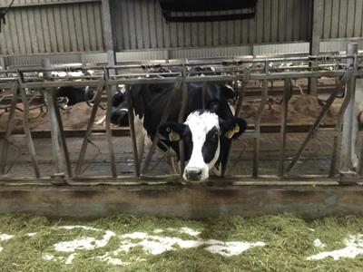 「养殖天地」梅雨期间,奶牛场如何进行饲养管理?